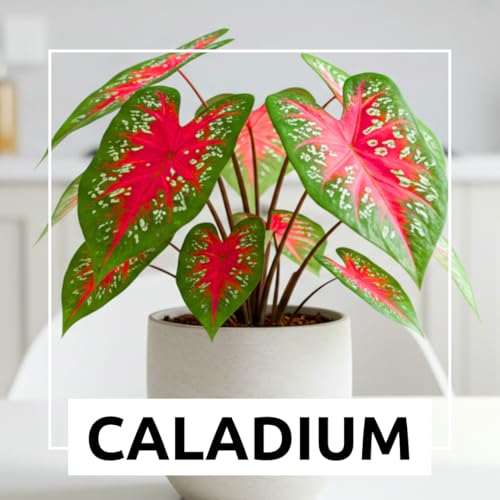 CZ Grain Florida Cardinal Caladium Bulbs for Planting - Perennial Hosta, Elephant Ears, Fancy (10 Bulbs) - Image 3