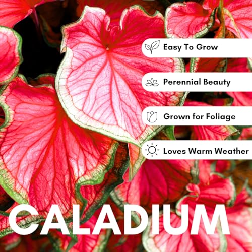 CZ Grain Florida Cardinal Caladium Bulbs for Planting - Perennial Hosta, Elephant Ears, Fancy (10 Bulbs) - Image 2