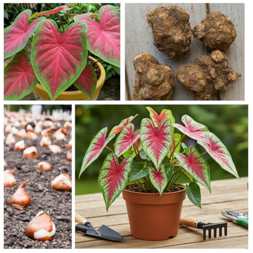 CZ Grain Florida Cardinal Caladium Bulbs for Planting - Perennial Hosta, Elephant Ears, Fancy (10 Bulbs) - Image 5