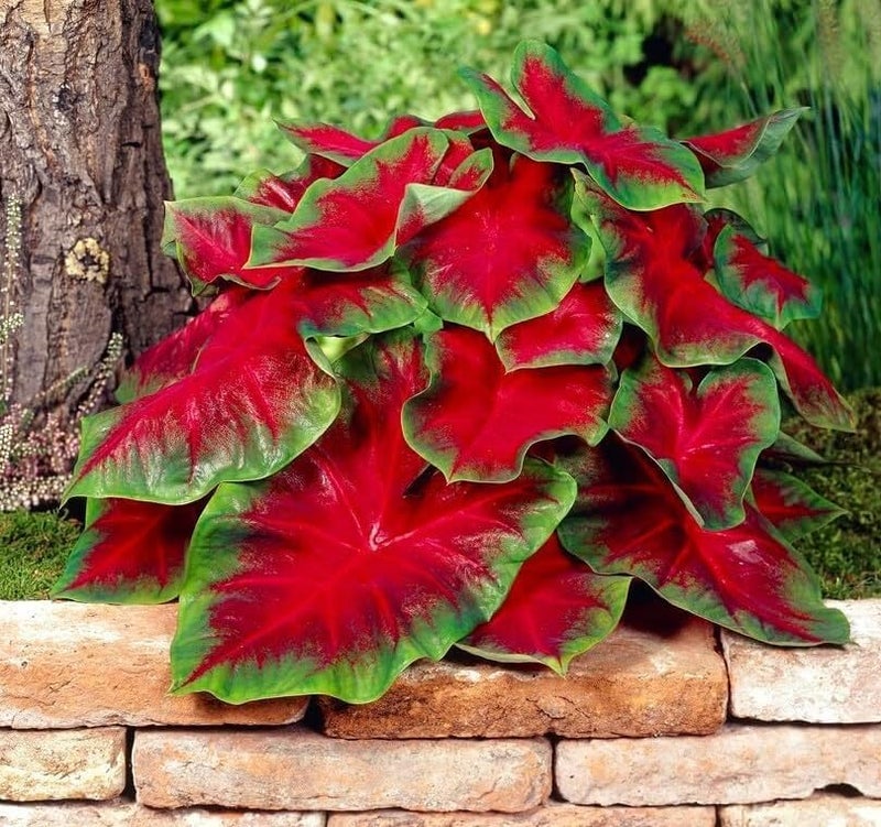 CZ Grain Florida Cardinal Caladium Bulbs for Planting - Perennial Hosta, Elephant Ears, Fancy (10 Bulbs) - Image 1