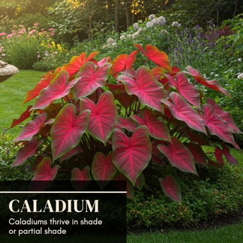 CZ Grain Florida Cardinal Caladium Bulbs for Planting - Perennial Hosta, Elephant Ears, Fancy (10 Bulbs) - Image 4