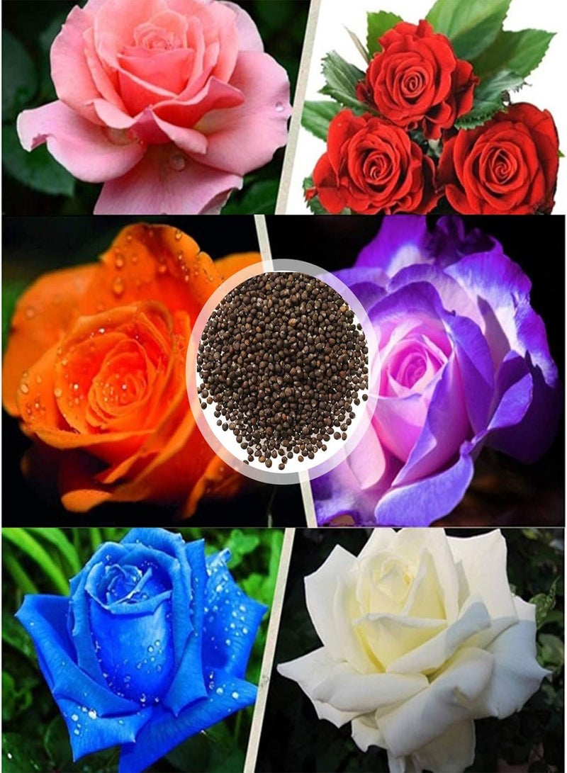 جي جوت بذور نباتات خضراء، 100 قطعة/حقيبة بذور ورد حلوة عالية الإنبات متعددة الألوان نبات معمر بونساي زهور ورد بذور للفناء بذور ورد برتقالي - Image 2