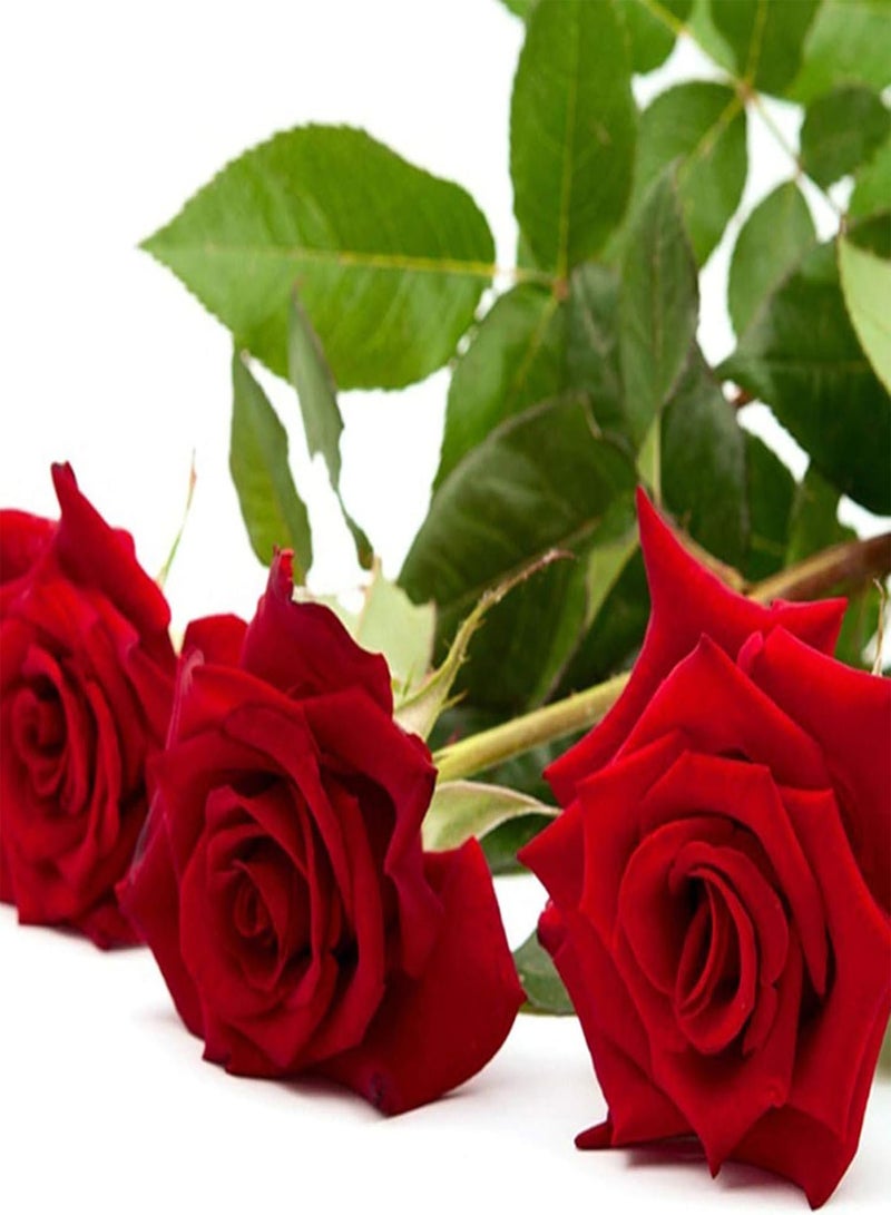 جي جوت بذور نباتات خضراء، 100 قطعة/حقيبة بذور ورد حلوة عالية الإنبات متعددة الألوان نبات معمر بونساي زهور ورد بذور للفناء بذور ورد برتقالي - Image 5