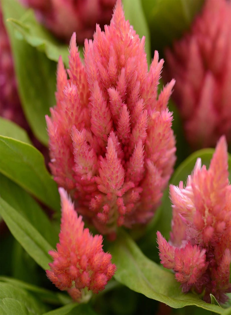 CELOSIA Nana Glitters Salmon Pink Celosia Plumosa - 250 بذور بالجملة (PKD)
