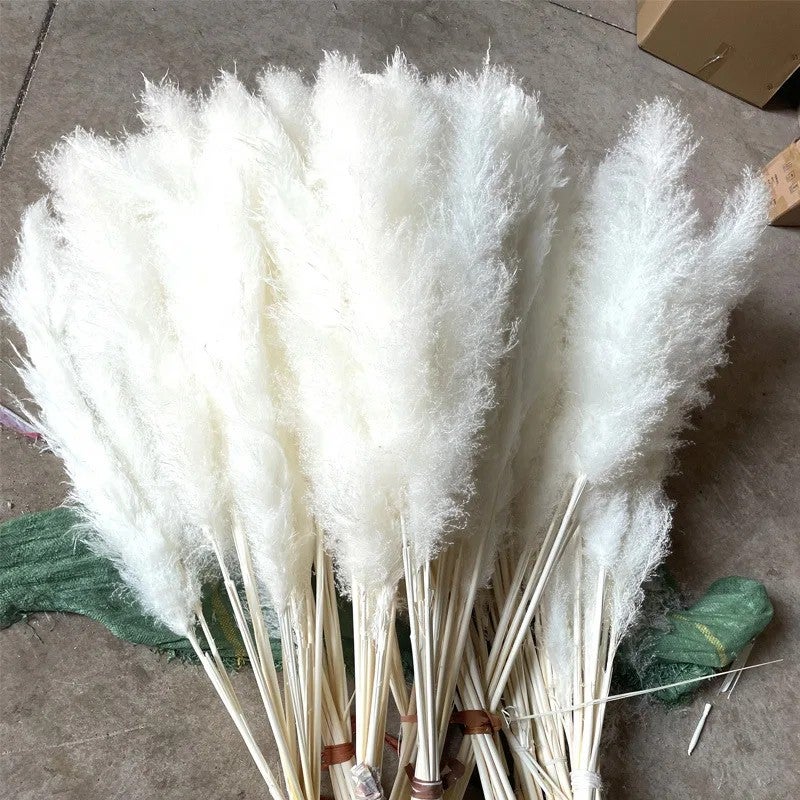 Bluejw Large White Fluffy Dried Pampas Grass - Natural Dried Plants for Home Decor, Wedding, Halloween & Graduation - Decorative Flower Gift - Image 3