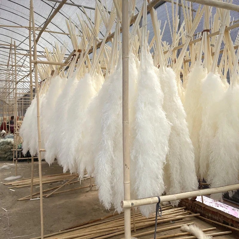 Bluejw Large White Fluffy Dried Pampas Grass - Natural Dried Plants for Home Decor, Wedding, Halloween & Graduation - Decorative Flower Gift - Image 2