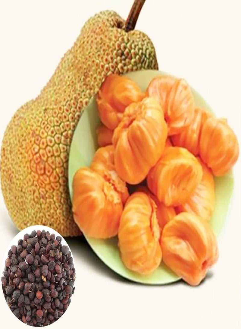 GGOOT 10Pcs Home Gardening Honey Jack Fruit Seeds Pack | Viable Delicious Garden Yard Plants Seedlings Seeds 1 - Image 1