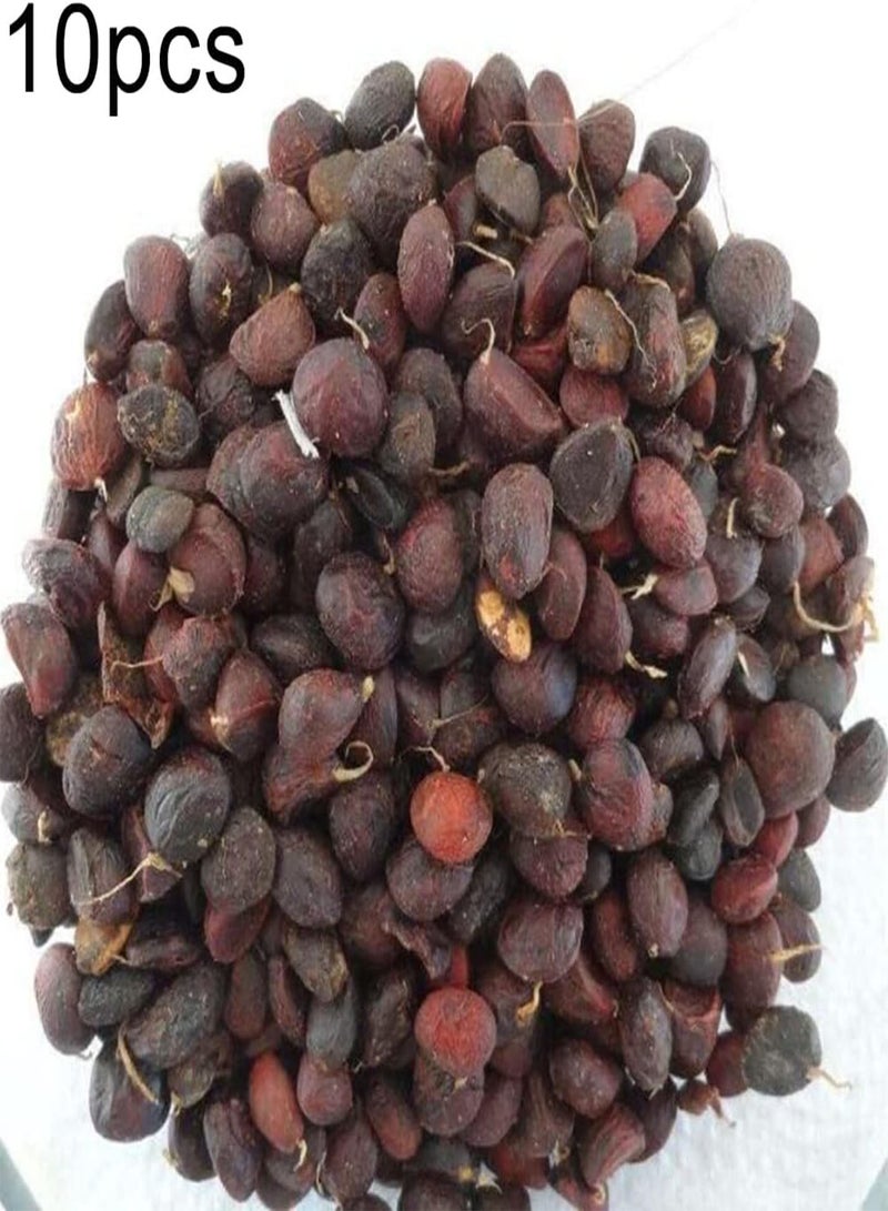 GGOOT 10Pcs Home Gardening Honey Jack Fruit Seeds Pack | Viable Delicious Garden Yard Plants Seedlings Seeds 1 - Image 2