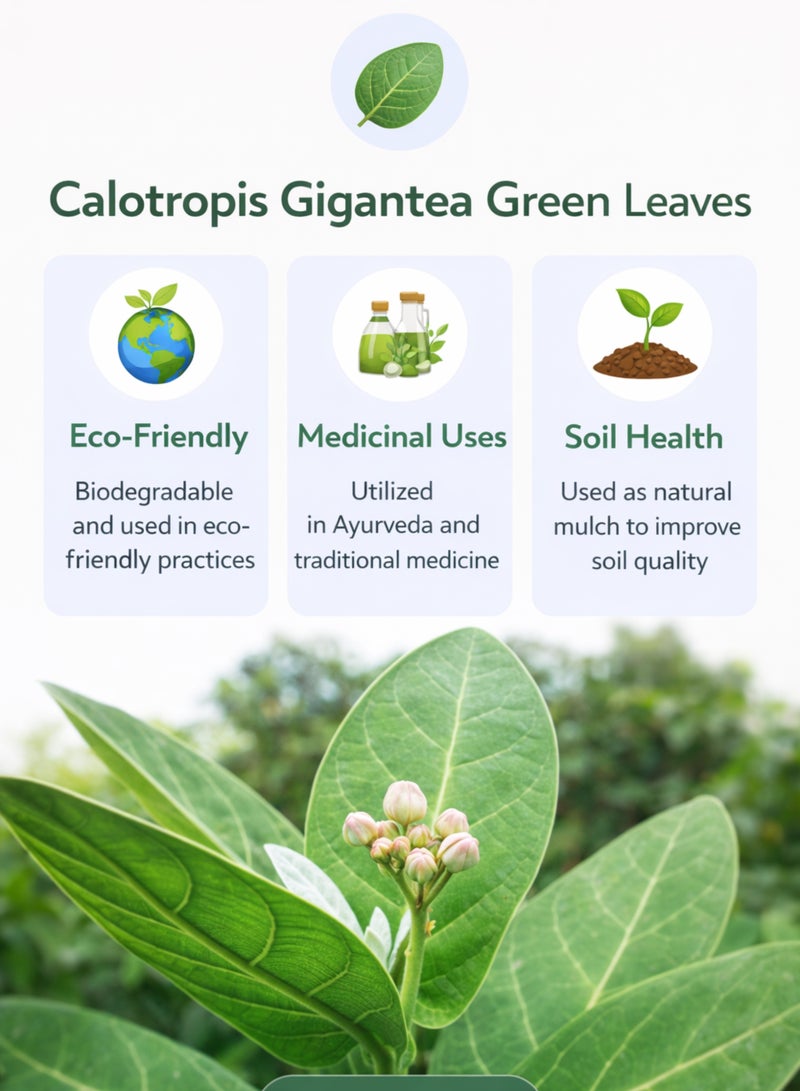 Zahr Calotropis Green Leaves & Plant Seeds – Crown Flower (Aak / Madar / Ushar) – 100% Natural Calotropis Gigantea Leaves & Seeds for Gardening, Horticulture & Decorative Botanical Use - Image 2
