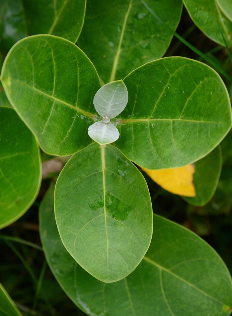 Zahr Calotropis Green Leaves & Plant Seeds – Crown Flower (Aak / Madar / Ushar) – 100% Natural Calotropis Gigantea Leaves & Seeds for Gardening, Horticulture & Decorative Botanical Use - Image 4