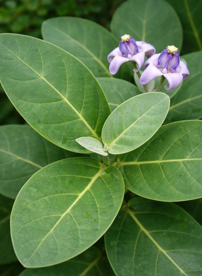Zahr Calotropis Green Leaves & Plant Seeds – Crown Flower (Aak / Madar / Ushar) – 100% Natural Calotropis Gigantea Leaves & Seeds for Gardening, Horticulture & Decorative Botanical Use - Image 1