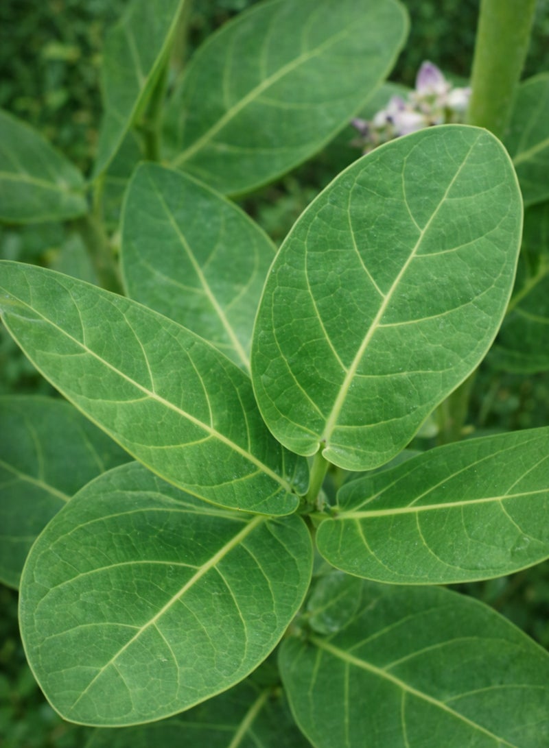 Zahr Calotropis Green Leaves & Plant Seeds – Crown Flower (Aak / Madar / Ushar) – 100% Natural Calotropis Gigantea Leaves & Seeds for Gardening, Horticulture & Decorative Botanical Use - Image 5