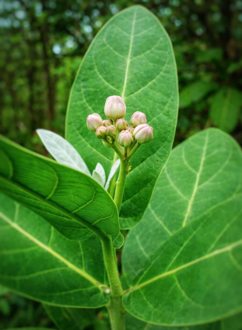 Zahr Calotropis Green Leaves & Plant Seeds – Crown Flower (Aak / Madar / Ushar) – 100% Natural Calotropis Gigantea Leaves & Seeds for Gardening, Horticulture & Decorative Botanical Use - Image 3