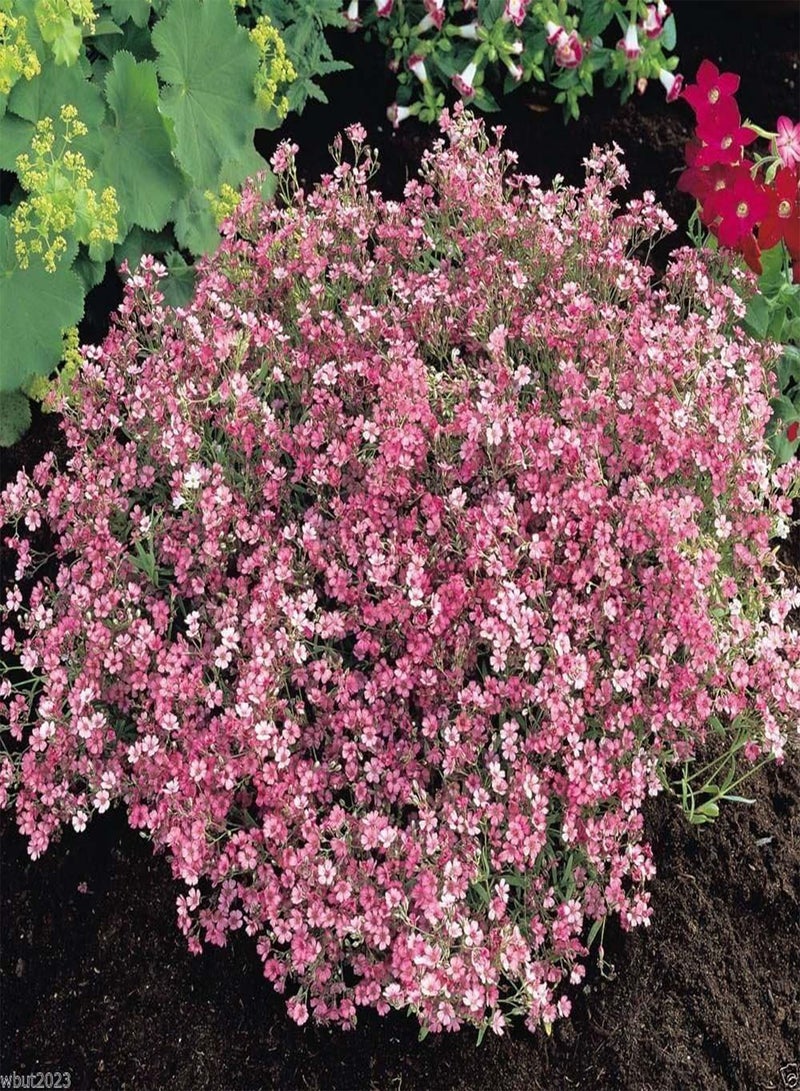 GGOOT 300 Creeping Baby's Breath Flowers Seeds , Gypsophila Repens - Rose,  ! - Image 1