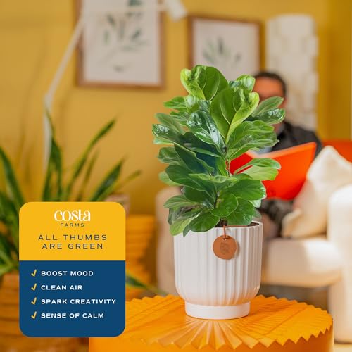 Costa Farms Fiddle Leaf Fig Tree Live Plant, Little Ficus Indoor Plant in Modern Decor Planter, Houseplant Potted in Potting Soil, Birthday, Housewarming, Home Decor, 1-Foot Tall - Image 5