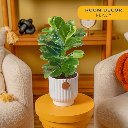 Costa Farms Fiddle Leaf Fig Tree Live Plant, Little Ficus Indoor Plant in Modern Decor Planter, Houseplant Potted in Potting Soil, Birthday, Housewarming, Home Decor, 1-Foot Tall - Image 2