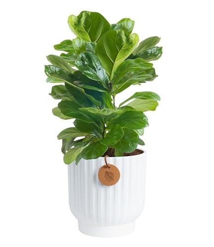 Costa Farms Fiddle Leaf Fig Tree Live Plant, Little Ficus Indoor Plant in Modern Decor Planter, Houseplant Potted in Potting Soil, Birthday, Housewarming, Home Decor, 1-Foot Tall - Image 1