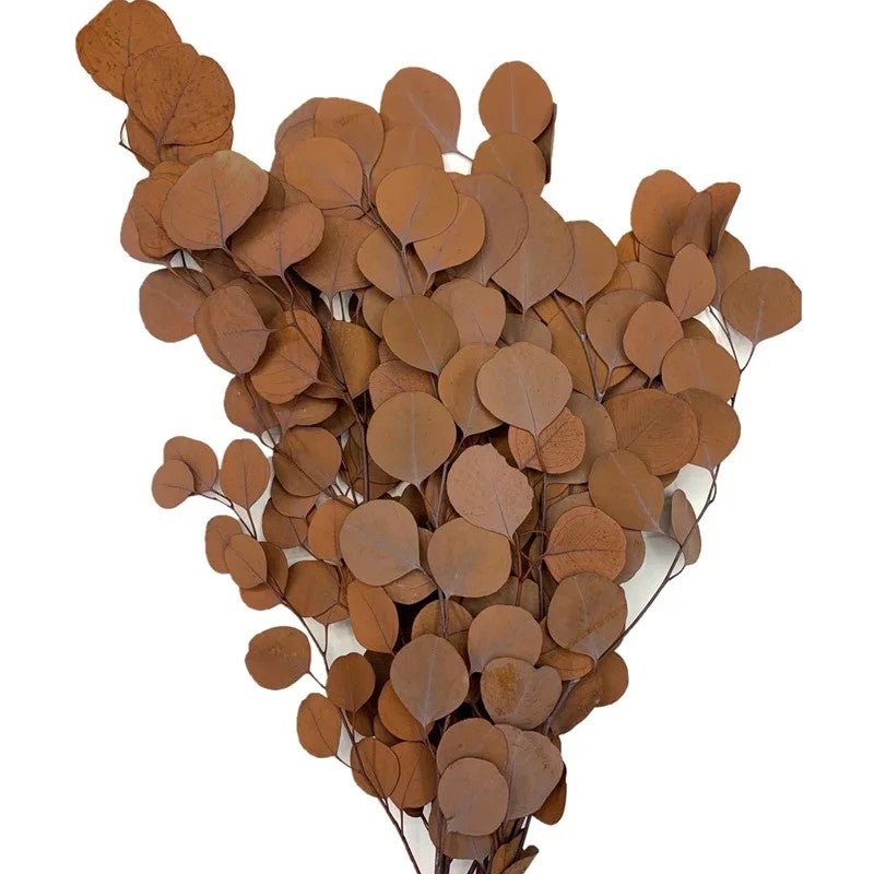 Bluejw Round Leaf Eucalyptus Preserved Bouquet – Real Dried Silver Dollar Eucalyptus with Apple Leaf, Long-Lasting Decorative Dried Plants for Home & Wedding Arrangements - Image 1