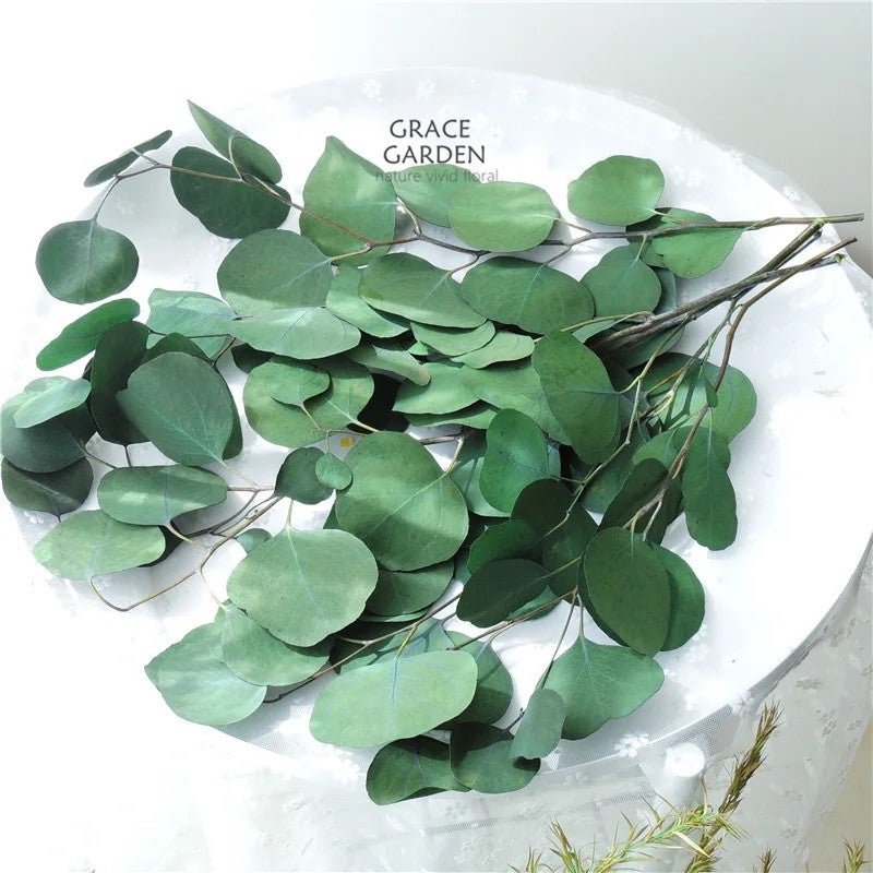 Bluejw Round Leaf Eucalyptus Preserved Bouquet – Real Dried Silver Dollar Eucalyptus with Apple Leaf, Long-Lasting Decorative Dried Plants for Home & Wedding Arrangements - Image 3