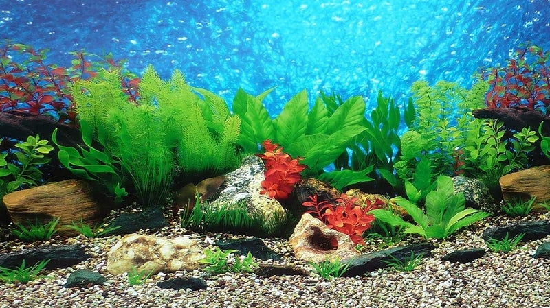 ELEBOX New 15.7" x 40" Fish Tank Background 2 Sided River Bed & Lake Background Aquarium - Image 2