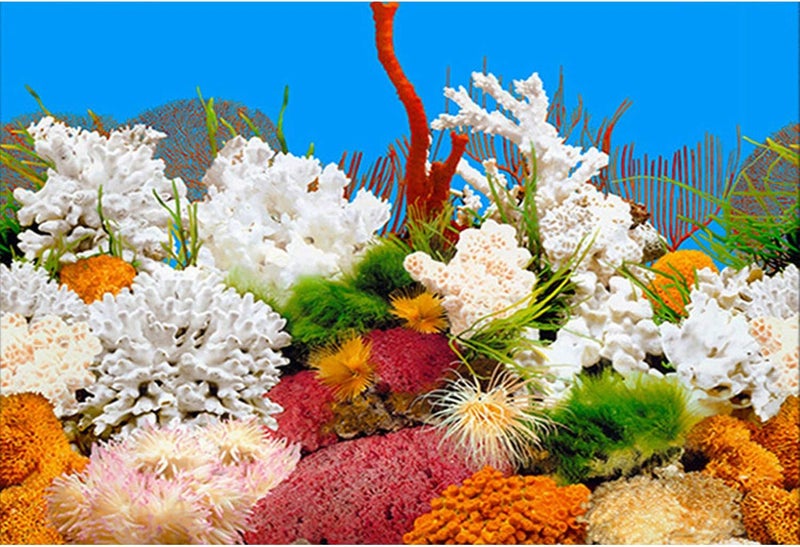 ELEBOX New 15.7" x 40" Fish Tank Background 2 Sided River Bed & Lake Background Aquarium - Image 3