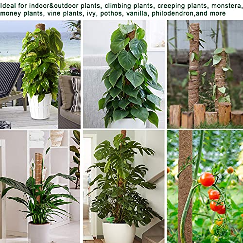 Fabulas Moss Pole 36 Inch - Monstera Plant Support, 2 Pack 20.5 Inch Plant Stakes for Indoor Plants Coco Coir Moss Pole Sticks for Climbing Potted Live Plants, Pothos, Philodendron, with Garden Ties - Image 5