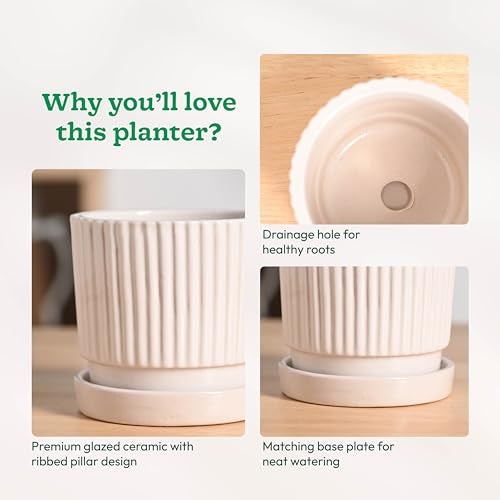 UGAOO Roma Ceramic Pot |Indoor Ceramic Planter for Home, Office, Garden, Balcony - White (4 Inch) - Image 4