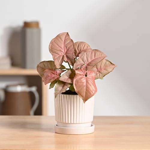 UGAOO Roma Ceramic Pot |Indoor Ceramic Planter for Home, Office, Garden, Balcony - White (4 Inch) - Image 2
