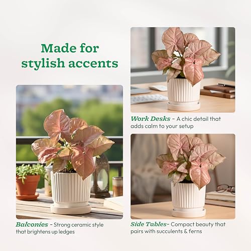 UGAOO Roma Ceramic Pot |Indoor Ceramic Planter for Home, Office, Garden, Balcony - White (4 Inch) - Image 3