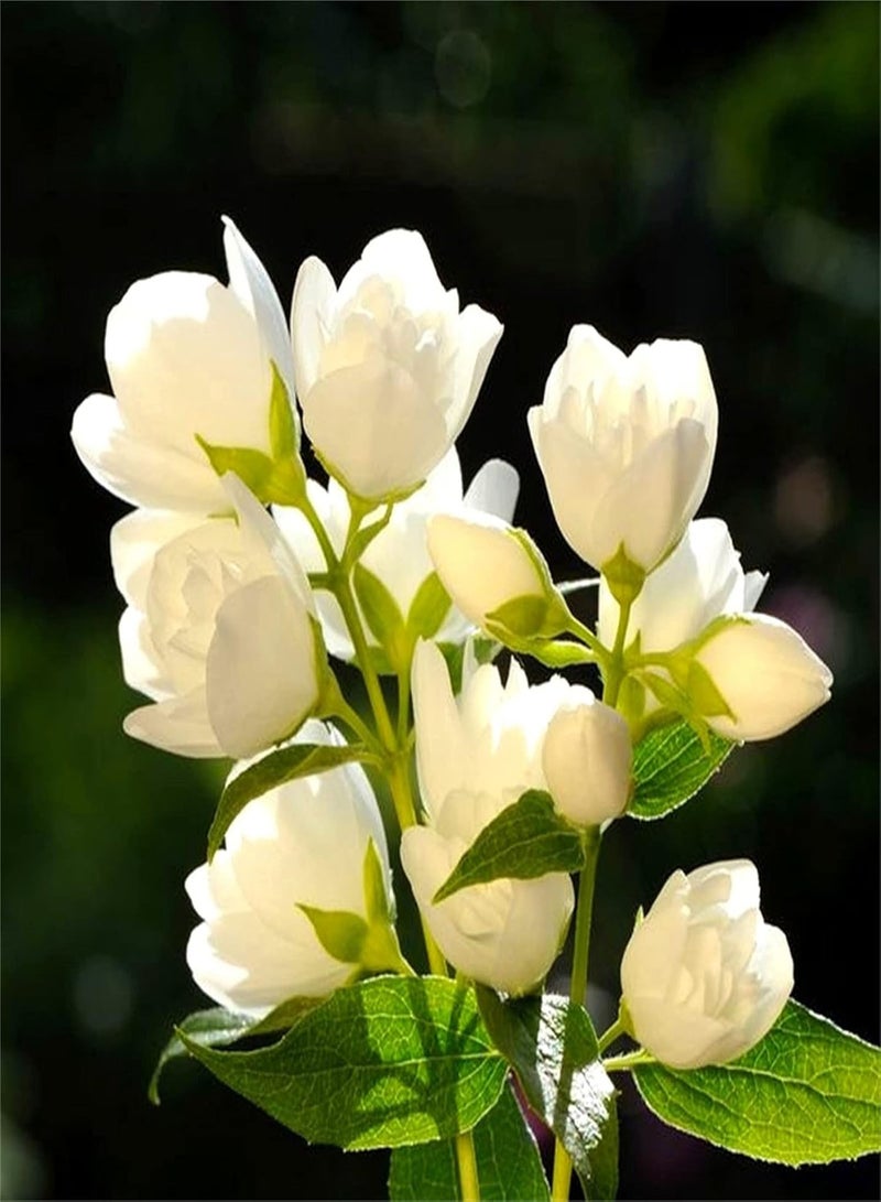 جي جوت بذور الياسمين النادرة للزراعة، زهرة غامضة، جمال ريفي، يوم تاريخي، غريبة ومذهلة - 200 قطعة - Image 1