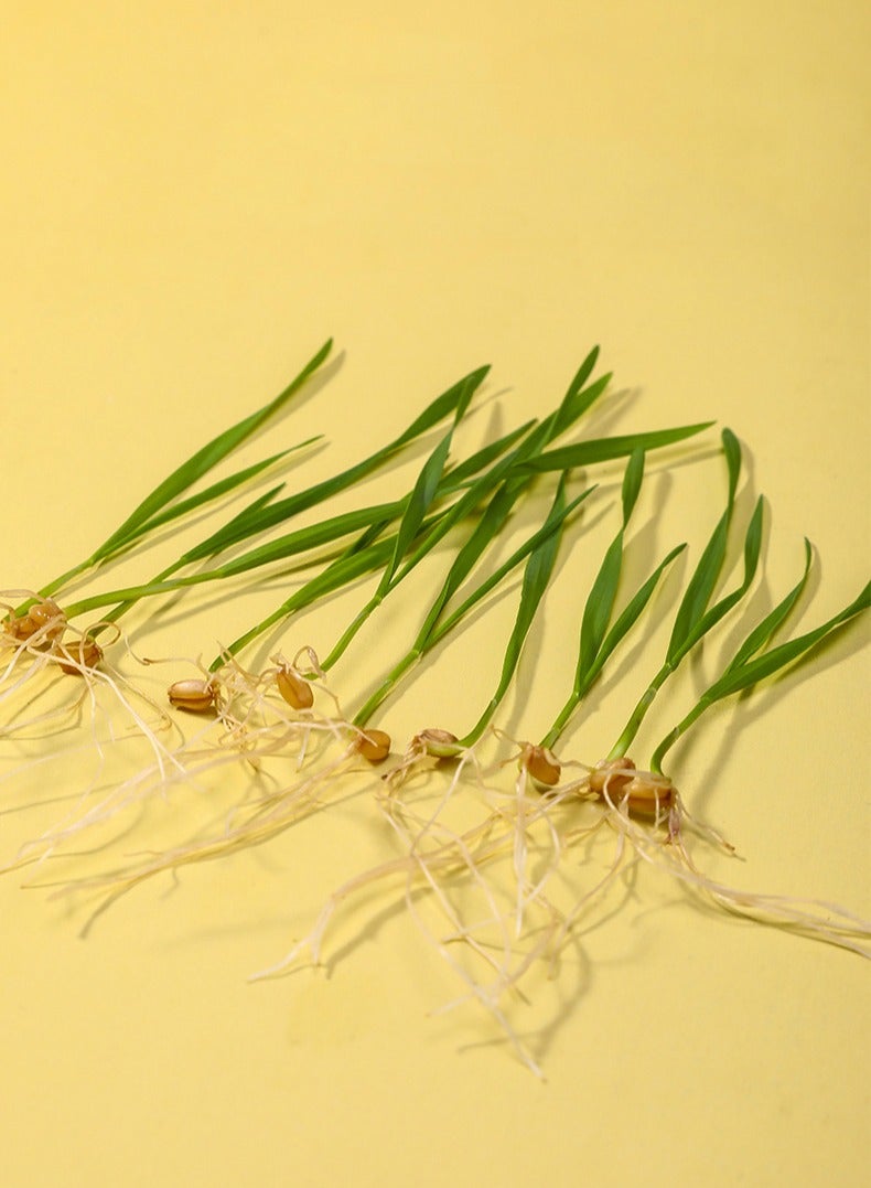 زارع العشب للقطط المائية، صواني براعم بذور العشب للقطط (تحتوي على بذور عشب القطط) - Image 5