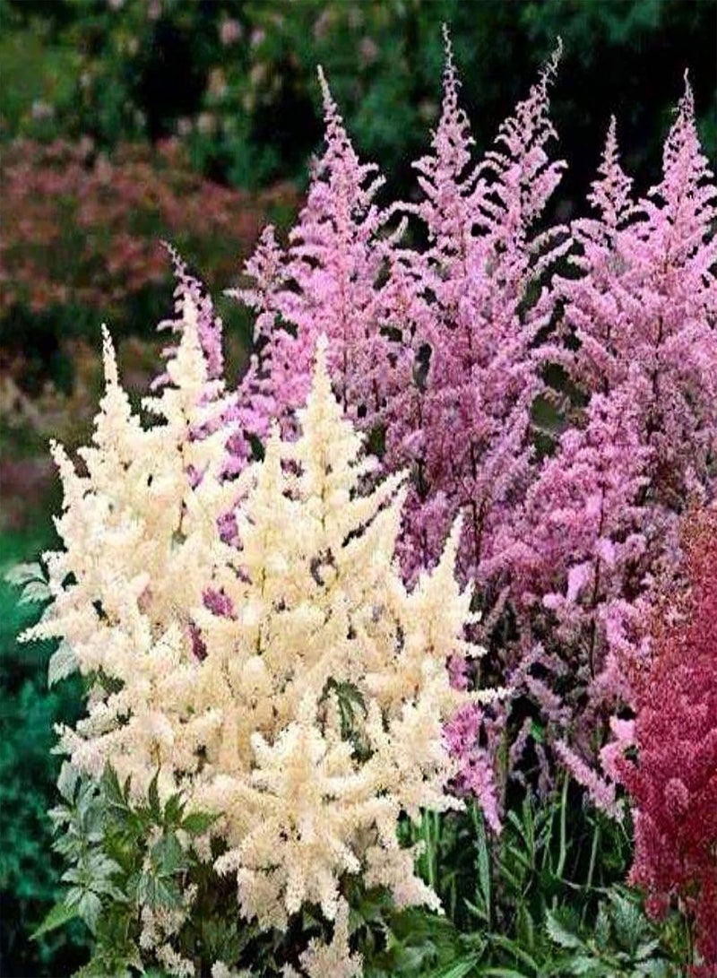 GGOOT 50Pcs Mixed Colours Astilbe Seeds Winter Hardy Perennial Plants for Planting Outdoor Garden Yard Astilbe Seeds - Image 2