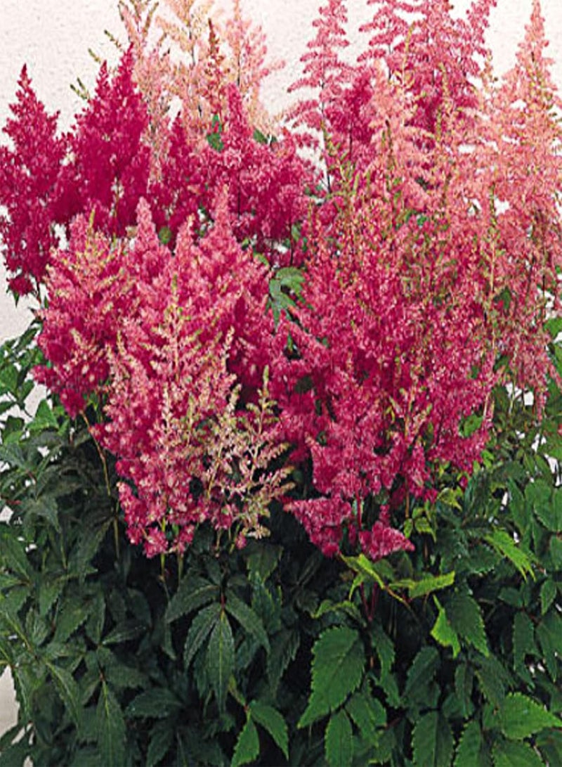 GGOOT 50Pcs Mixed Colours Astilbe Seeds Winter Hardy Perennial Plants for Planting Outdoor Garden Yard Astilbe Seeds - Image 3
