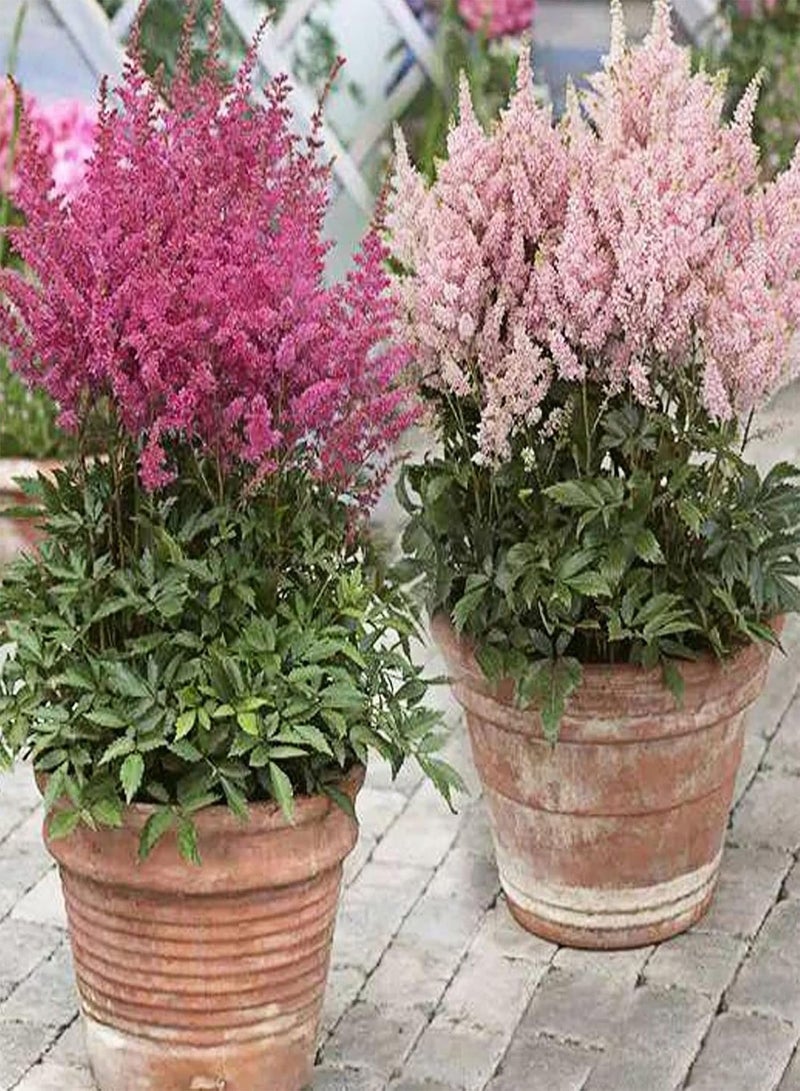 GGOOT 50Pcs Mixed Colours Astilbe Seeds Winter Hardy Perennial Plants for Planting Outdoor Garden Yard Astilbe Seeds - Image 5