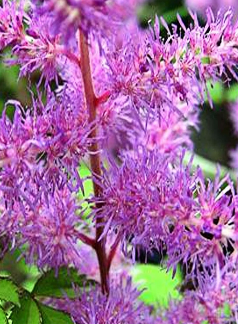 GGOOT 50Pcs Mixed Colours Astilbe Seeds Winter Hardy Perennial Plants for Planting Outdoor Garden Yard Astilbe Seeds - Image 4