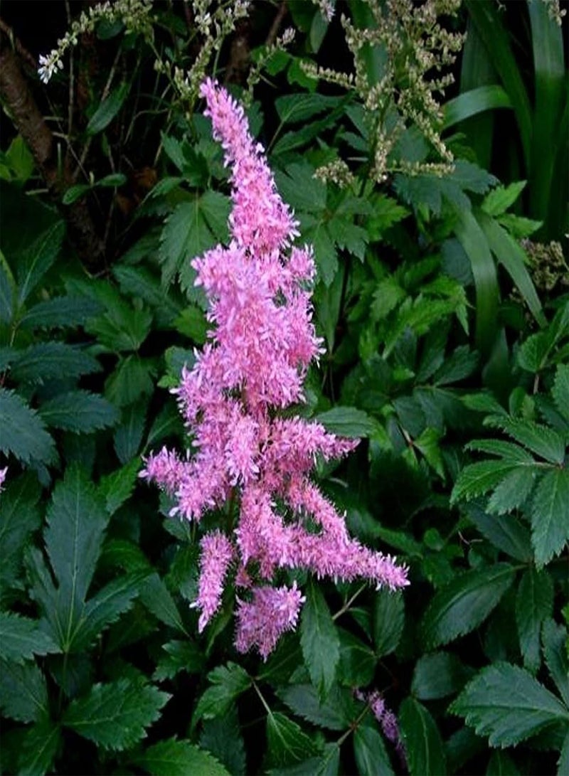 GGOOT 50Pcs Mixed Colours Astilbe Seeds Winter Hardy Perennial Plants for Planting Outdoor Garden Yard Astilbe Seeds - Image 1