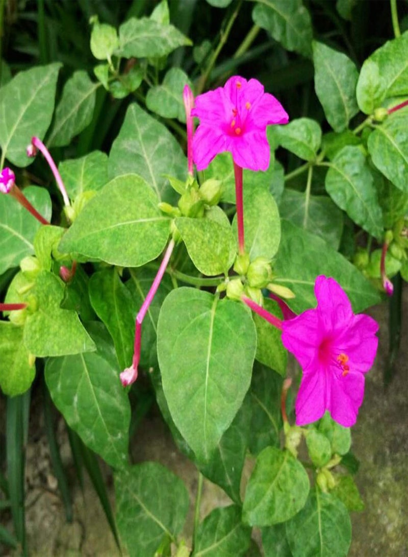 جي جوت 25 قطعة من بذور ميرابيليس جالابا، نصف قوية، أزهار وردية سنوية، نبات حديقة عالي الغلة للحديقة المنزلية والفناء الخارجي وزراعة المزرعة، بذور ميرابيليس جالابا - Image 4