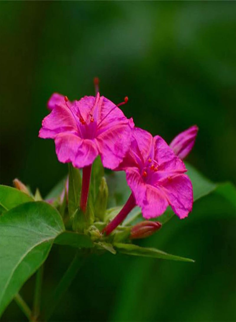 جي جوت 25 قطعة من بذور ميرابيليس جالابا، نصف قوية، أزهار وردية سنوية، نبات حديقة عالي الغلة للحديقة المنزلية والفناء الخارجي وزراعة المزرعة، بذور ميرابيليس جالابا - Image 2