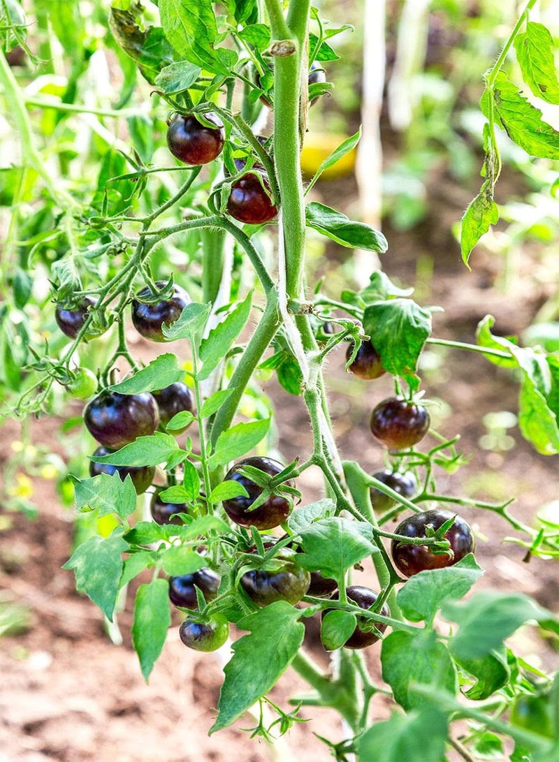 GGOOT Tomato Black Opal 100 x Vegetable Seeds High Brix Value 9 - Image 1