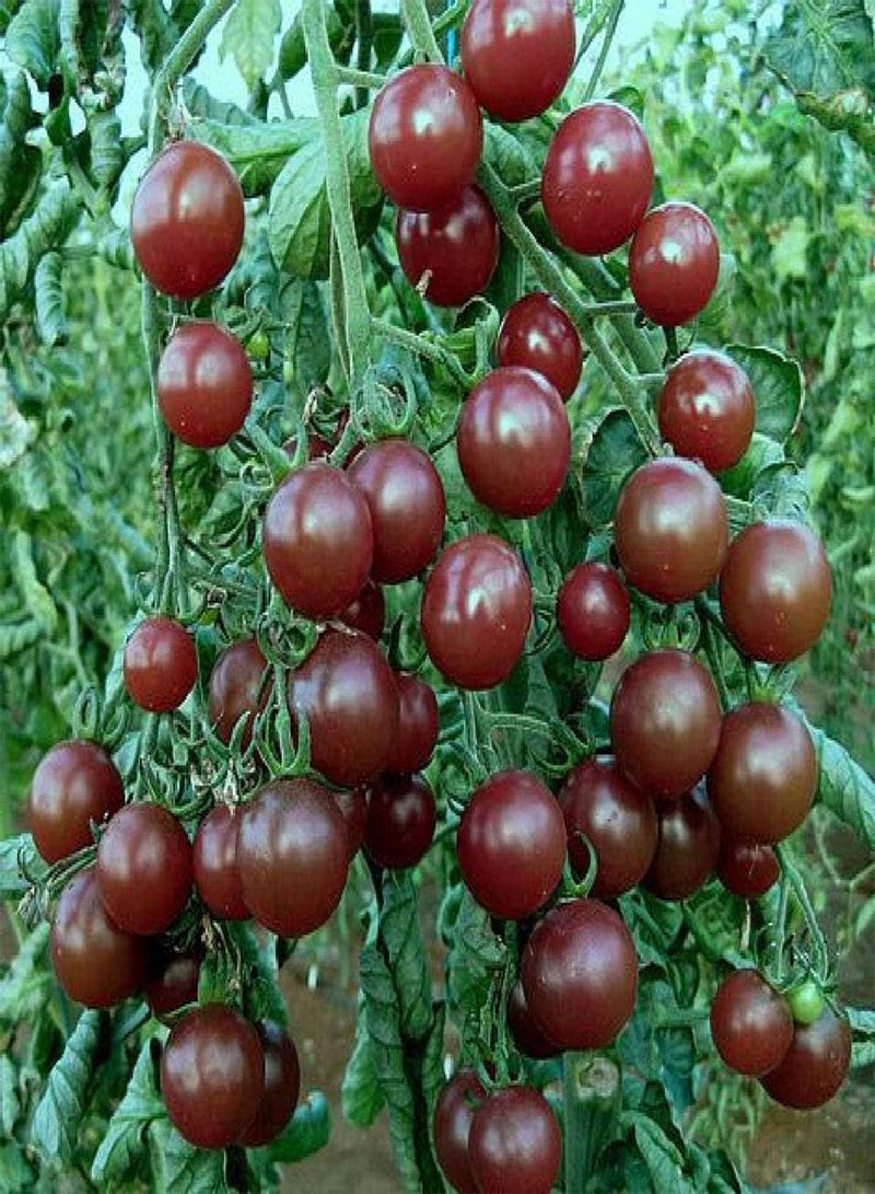 GGOOT Tomato Black Opal 100 x Vegetable Seeds High Brix Value 9 - Image 2