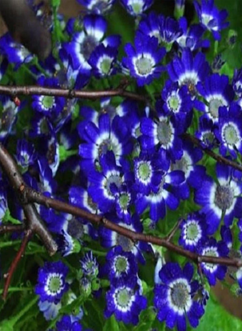 جي جوت 300 قطعة من شتلات الحدائق الخارجية، عبوة من بذور الأقحوان، بذور زهرة بونساي زرقاء للحديقة المعرضة لأشعة الشمس الكاملة، بذور ديزي، مقاس واحد - Image 5