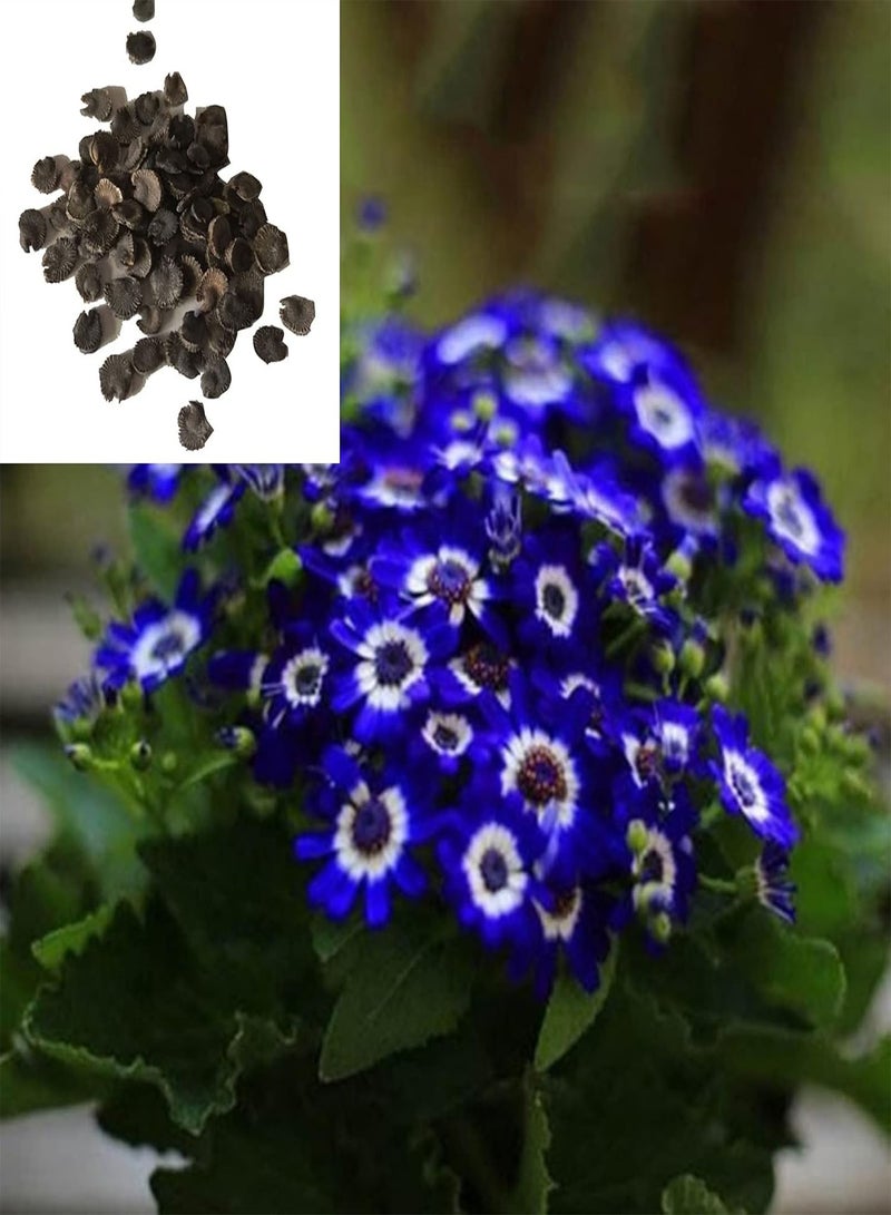 جي جوت 300 قطعة من شتلات الحدائق الخارجية، عبوة من بذور الأقحوان، بذور زهرة بونساي زرقاء للحديقة المعرضة لأشعة الشمس الكاملة، بذور ديزي، مقاس واحد - Image 2