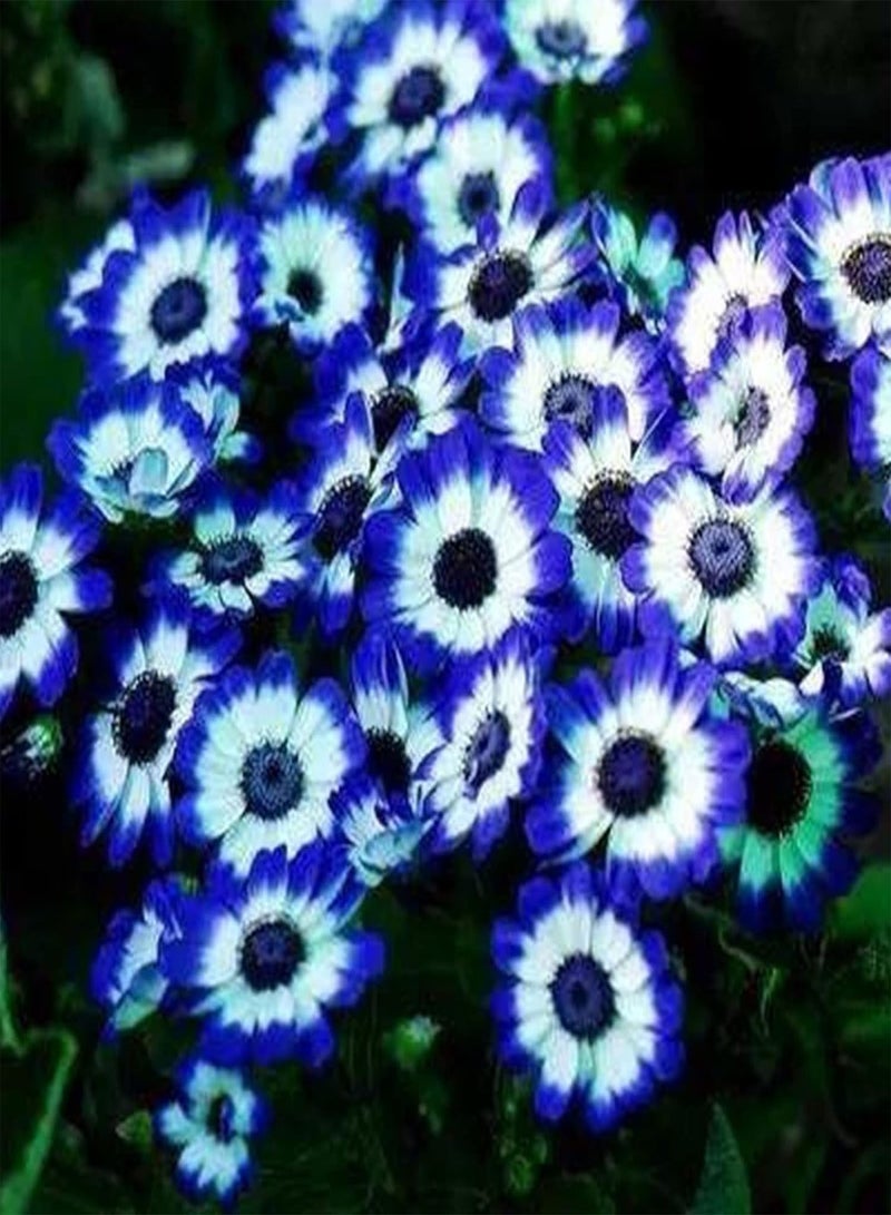 جي جوت 300 قطعة من شتلات الحدائق الخارجية، عبوة من بذور الأقحوان، بذور زهرة بونساي زرقاء للحديقة المعرضة لأشعة الشمس الكاملة، بذور ديزي، مقاس واحد - Image 4