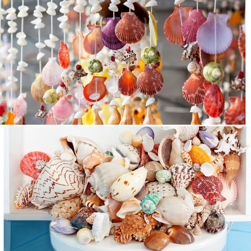 Jangostor Sea Shells Mixed Ocean Seashells, 1.2"-3.5" Various Sizes Beach Seashells and Natural Starfish for Vase Fillers Fish Tank Beach Themed Party Home Wedding Decorations DIY Crafts - Image 5