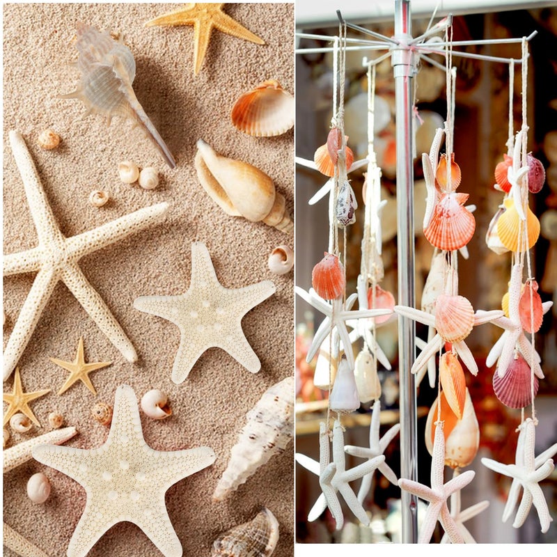 Jangostor Sea Shells Mixed Ocean Seashells, 1.2"-3.5" Various Sizes Beach Seashells and Natural Starfish for Vase Fillers Fish Tank Beach Themed Party Home Wedding Decorations DIY Crafts - Image 4
