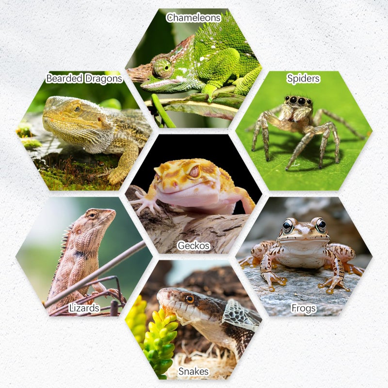 Tfwadmx 2 Pack Reptile Food Bowl, Ceramic Water Feeder Bowl, Reptile Worm Feeding Dish for Lizard Turtle Bearded Dragon Anoles Crested Gecko Hermit Crab Leopard Gecko Chameleon Corn Snake - Image 5