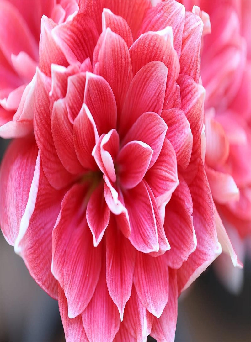 GGOOT 2pcs Pink Amaryllis Seeds Colorful Beautiful Loved by Gardeners Growers Plant in Gardens Courtyards DIY Craft Art Decoration Bring Sense of Accomplishment - Image 1