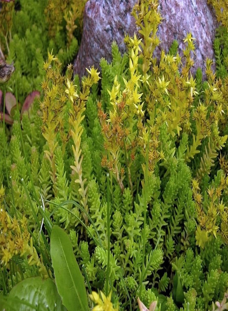 GGOOT Tasteless Stone crop (100 Seeds).  Sexangulare, succulent, - Image 3