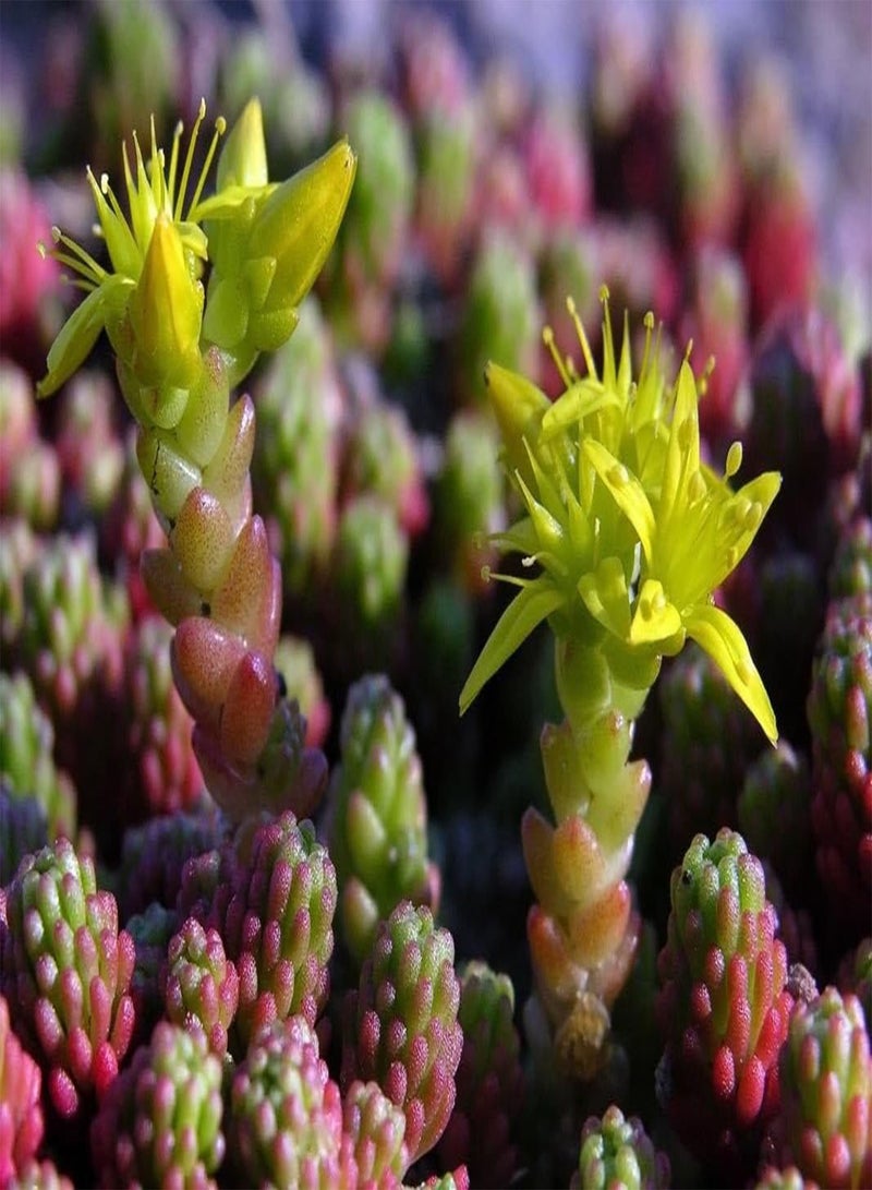 GGOOT Tasteless Stone crop (100 Seeds).  Sexangulare, succulent, - Image 5