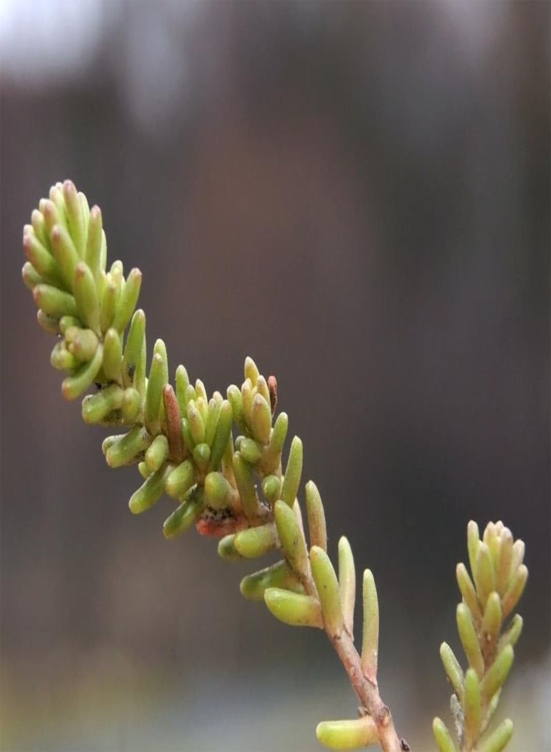 GGOOT Tasteless Stone crop (100 Seeds).  Sexangulare, succulent, - Image 4